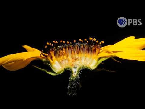 How Sunflowers Bring All the Bees to the Yard | Deep Look - YouTube