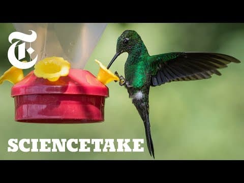 How the Hummingbird Wields Its Snake-Like Tongue