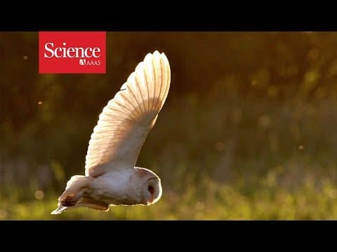 Why don't barn owls lose their hearing?