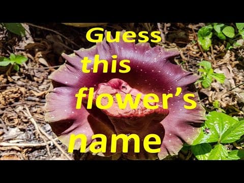 Guess this flower's name - beautiful flower - many must have not seen this flower before