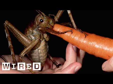Meet the Weta, an Insect as Big as a Gerbil | Absurd Creatures | WIRED
