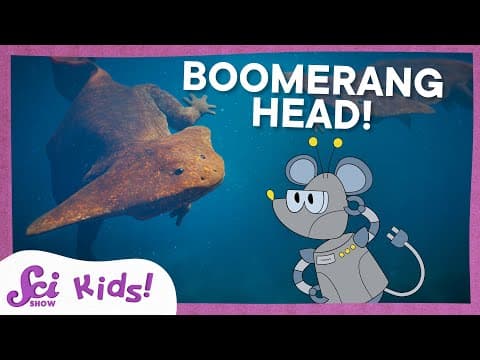 The Ancient Animal With a Boomerang Head! | SciShow Kids