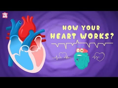 How your heart works? - the dr binocs show - best learning videos for kids