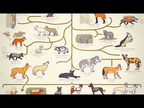 ALL THE DOGS, EXPLAINED - YouTube