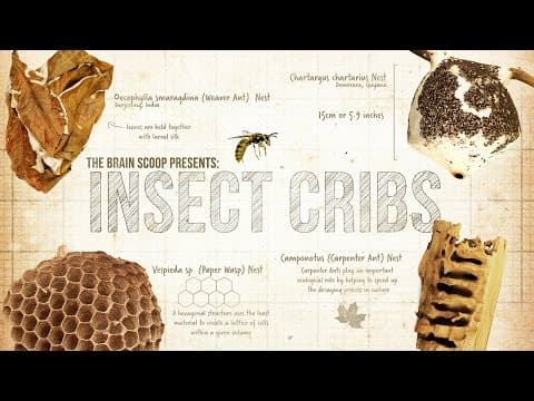 Inside Insect Nests - YouTube