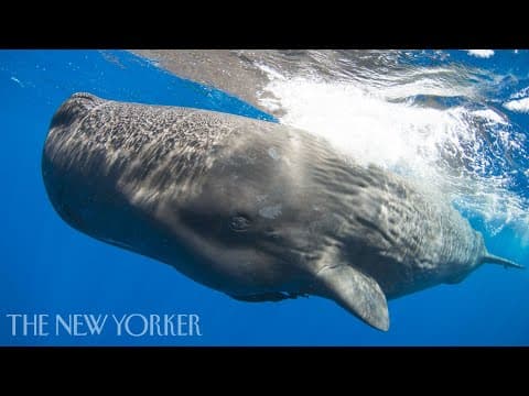 Can a newborn whales first sounds be deciphered.