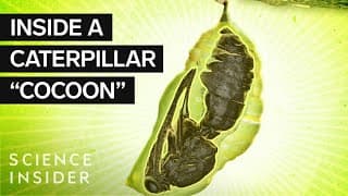 What’s Inside A Caterpillar 'Cocoon?'