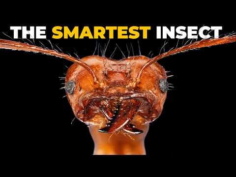 The Insane Biology of: The Cicada