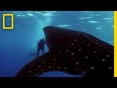 Whale Shark