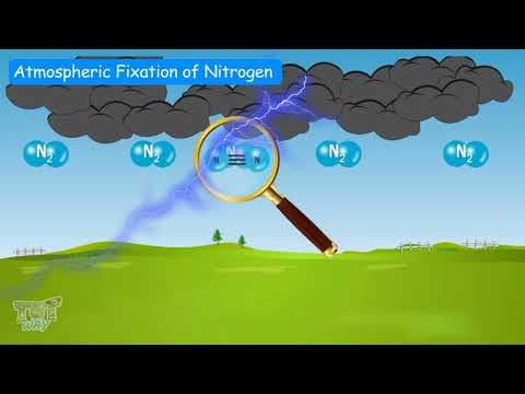 Nitrogen cycle -Our EcosystemPart-1