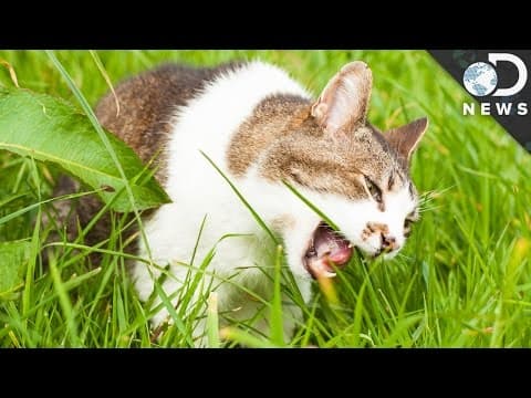Why Do Dogs And Cats Eat Grass?