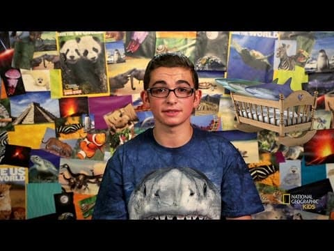 All about shark babies