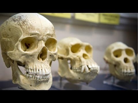 Linguist Steven Pinker Explains the Cognitive Niche