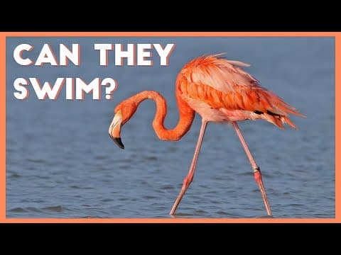6 cool facts about flamingos