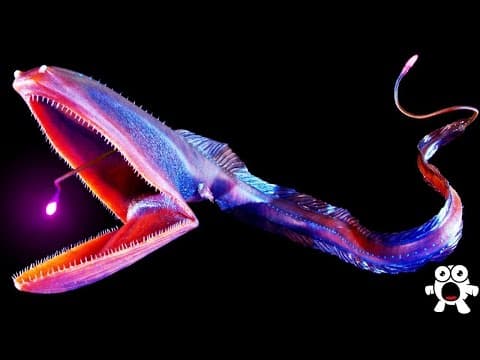 Top 10 Most Bizarre Deep Sea Creatures Ever Discovered