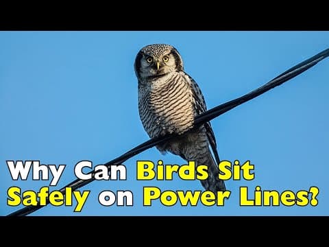 Why Birds Don’t Get Electrocuted on Power Lines