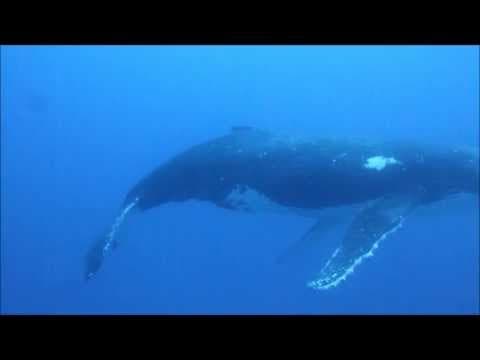 A Surprise Diving Encounter with a Giant Humpback Whale