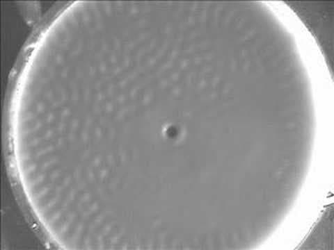 Cornstarch Experiment