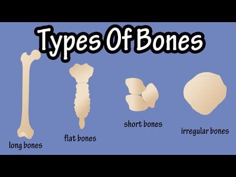 Types Of Bones In The Human Body - Long Bones - Short Bones - Flat Bones - Irregular Bones