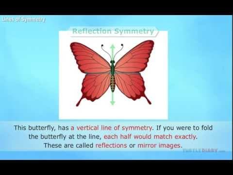 Lines of Symmetry Explained Math for Kids