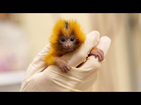 Baby golden lion tamarin twins at Auckland Zoo
