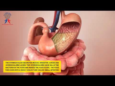 The Human Digestive System