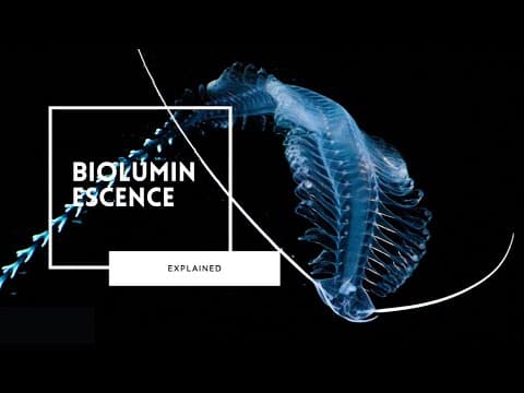 Bioluminescence Explained | Lights of the Deep Sea