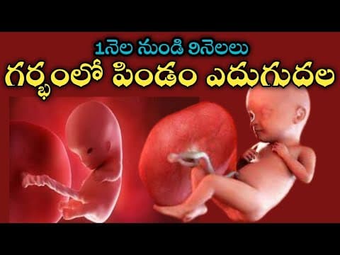 fetus growing in the womb|fetus growing in the womb month by month|baby development video|fetal