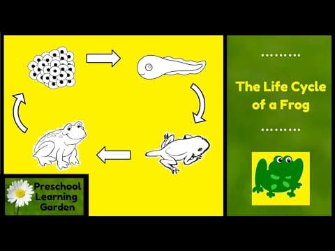 The life cycle of a frog - preschool educational