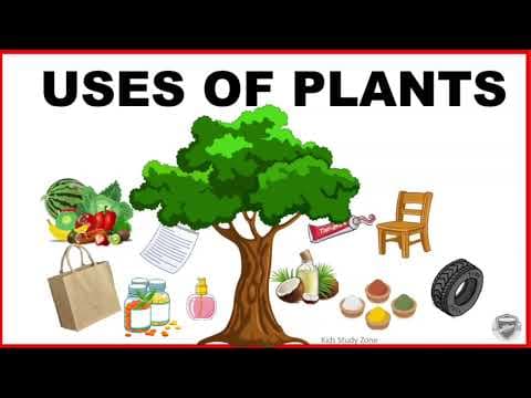 Uses of Plants for kids