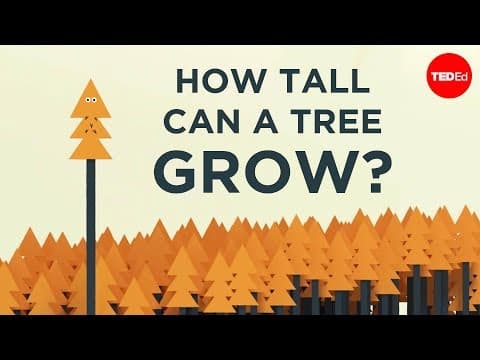 How tall can a tree grow?-valentin hammoudi