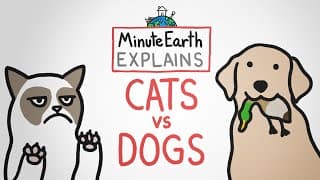 Cats vs Dogs