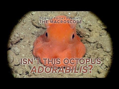 Is not this Octopus Adorabilis.
