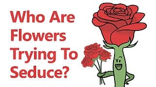 Who Are Flowers Trying To Seduce?