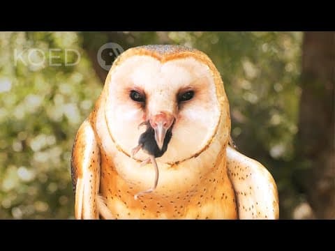 Moths and Beetles|12 species in slow-motion flight