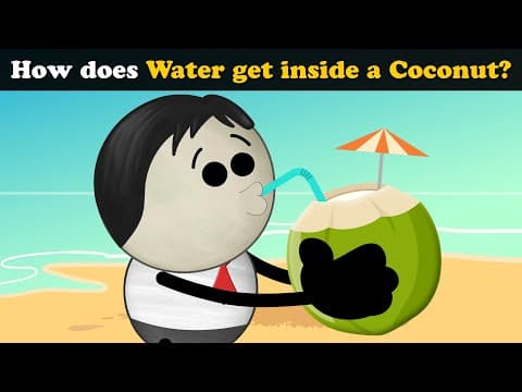 How does Water get inside a Coconut? + more videos | #aumsum #kids #science #education #children