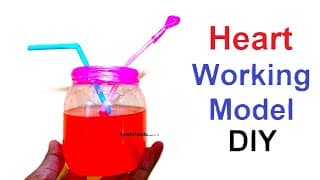 heart working model - biology - human - simple - using plastic bottle and balloon