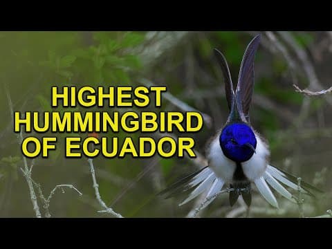 The flightless takahe an extinct bird found wild in a hidden valley