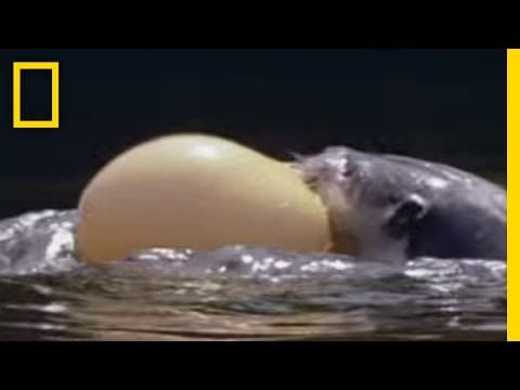 Puffer Fish Video