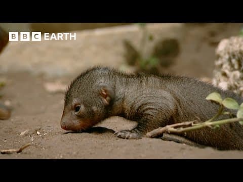 Mongoose Synchronised Birthing Strategy | Animal Super Parents | BBC Earth - YouTube