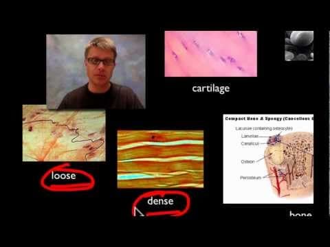 Anatomy and Physiology