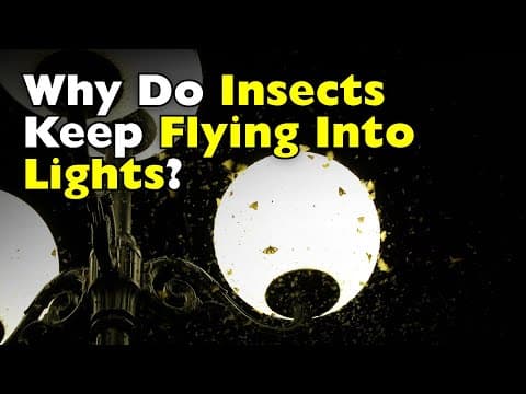 Why Are Bugs and Insects Attracted to Light