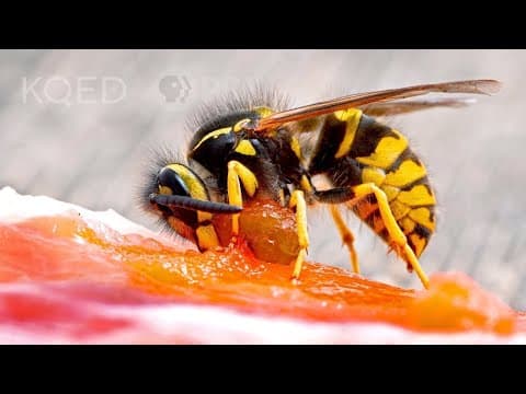 Meet the Meat Bee... the Western Yellowjacket! | Deep Look - YouTube