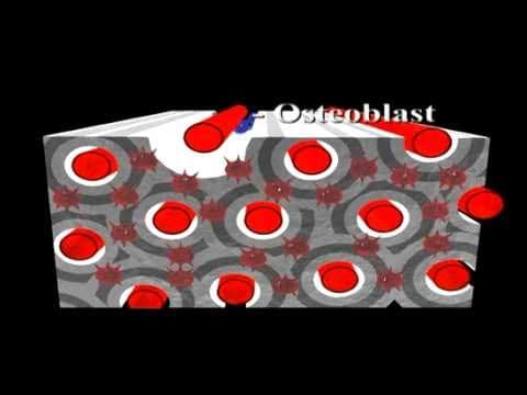 Bone Structure