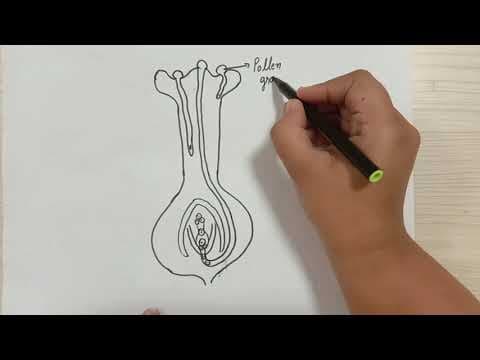 How to draw diagram of fertilization in plants