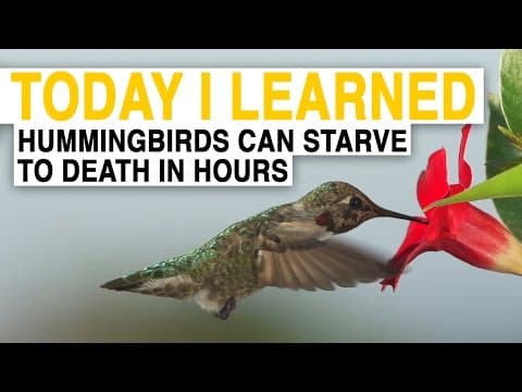 Til hummingbirds are the world's hungriest birds