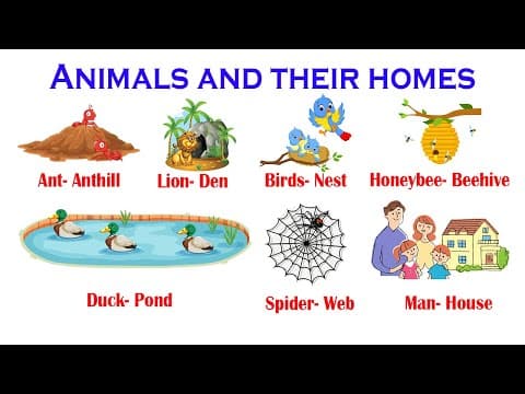 Animals and their Homes | Shelter of Animals and Birds | Learn about different Animals and Living