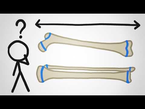Why Don't Our Bones Keep Growing Forever?
