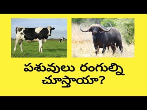 Cattle's can see colors? - పశువులు రంగులను చూడగలవా?