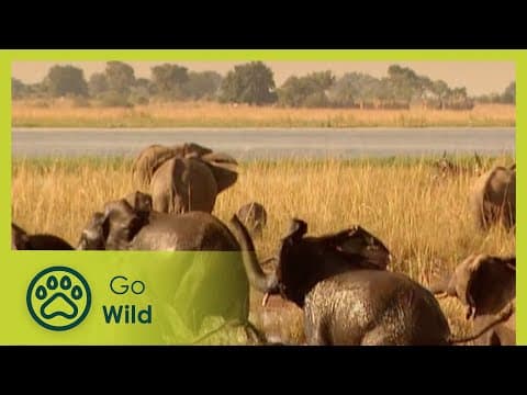 Water looms - rivers - animal antics